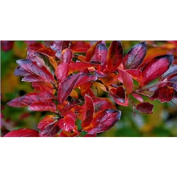 ARONIA na pniu czarna odporna na mróz - sadzonki 100 / 120 cm